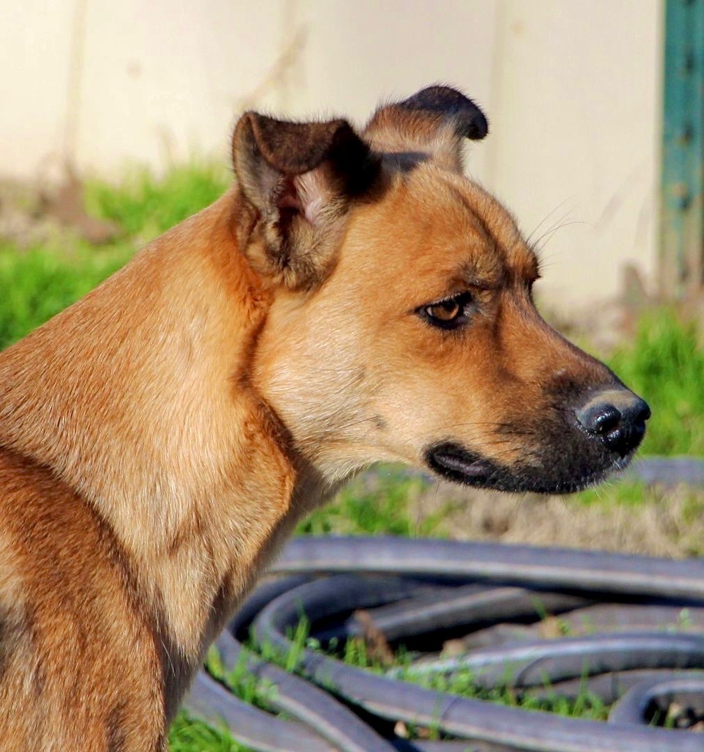 Lilibeth, an adoptable German Shepherd Dog, Collie in Amston, CT, 06231 | Photo Image 1