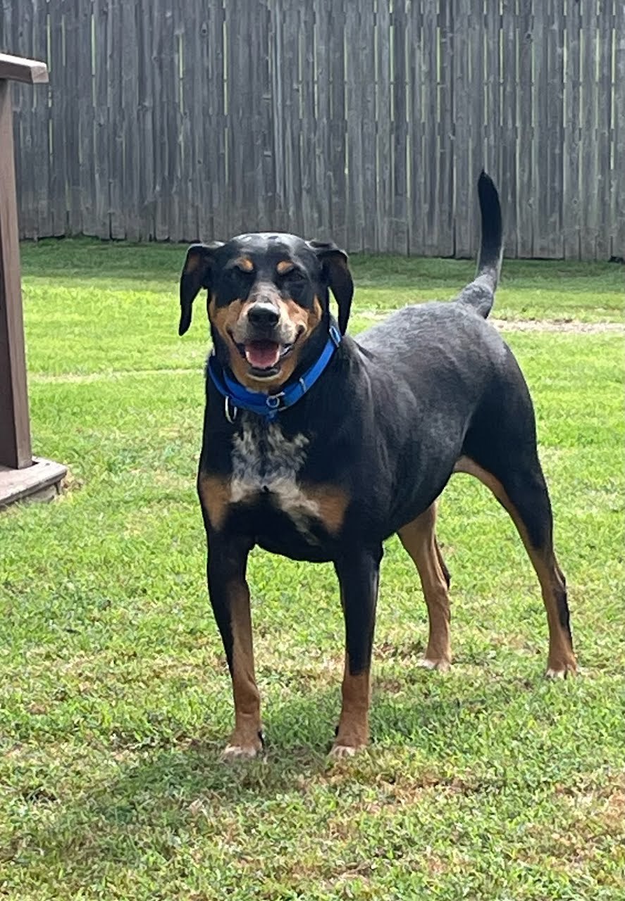 Hank, an adoptable Black and Tan Coonhound in TULSA, OK, 74115 | Photo Image 1