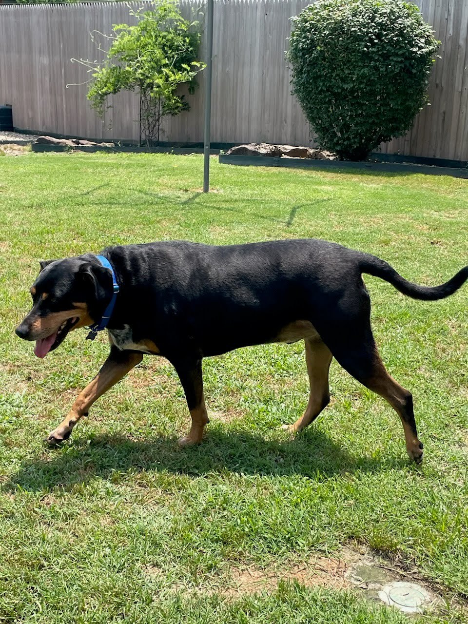 Hank, an adoptable Black and Tan Coonhound in TULSA, OK, 74115 | Photo Image 2