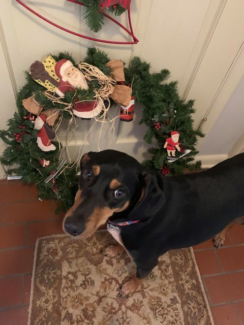 Hank, an adoptable Black and Tan Coonhound in TULSA, OK, 74115 | Photo Image 3