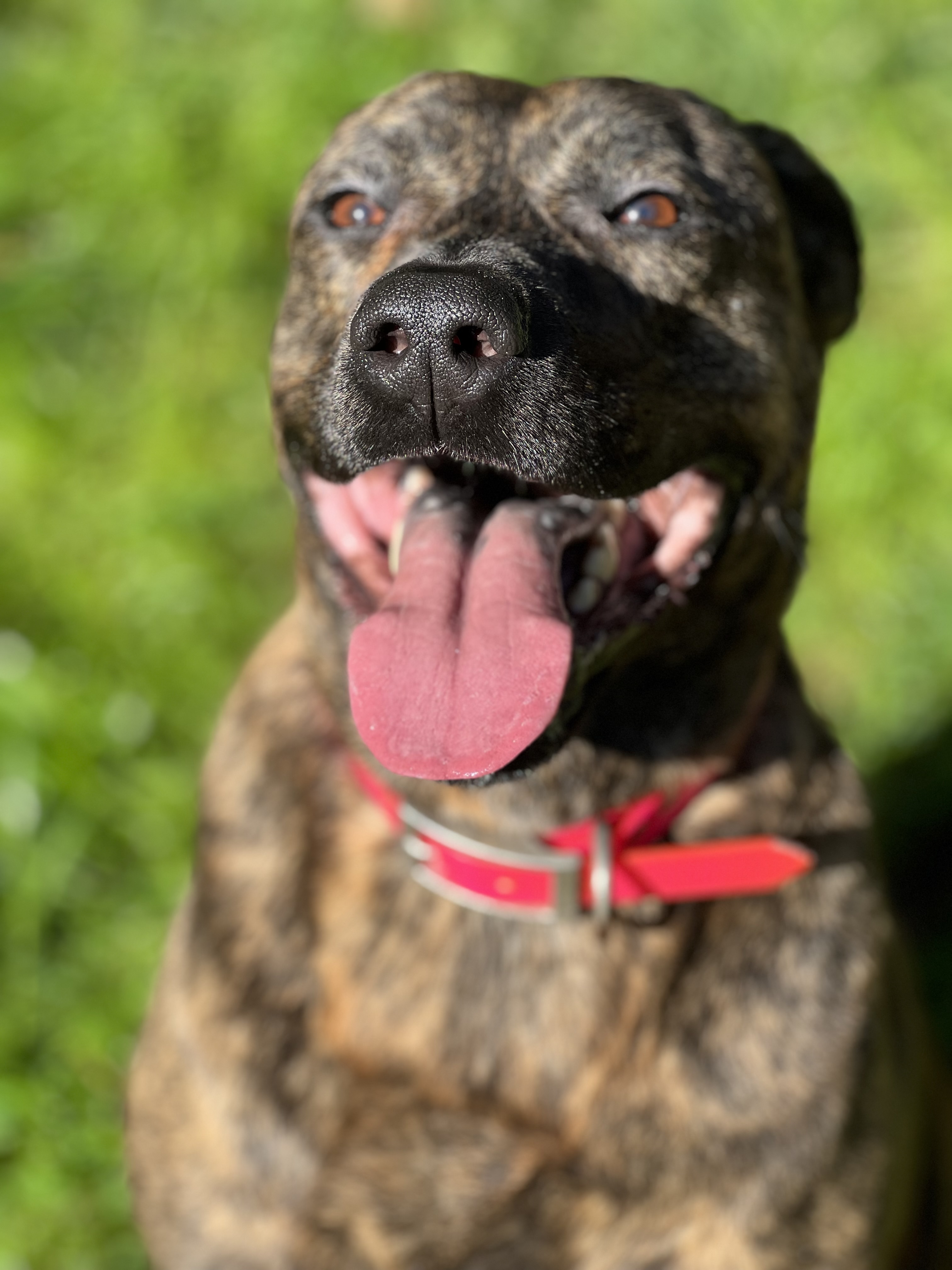 Callie, an adoptable Pit Bull Terrier in Willard, NC, 28478 | Photo Image 1