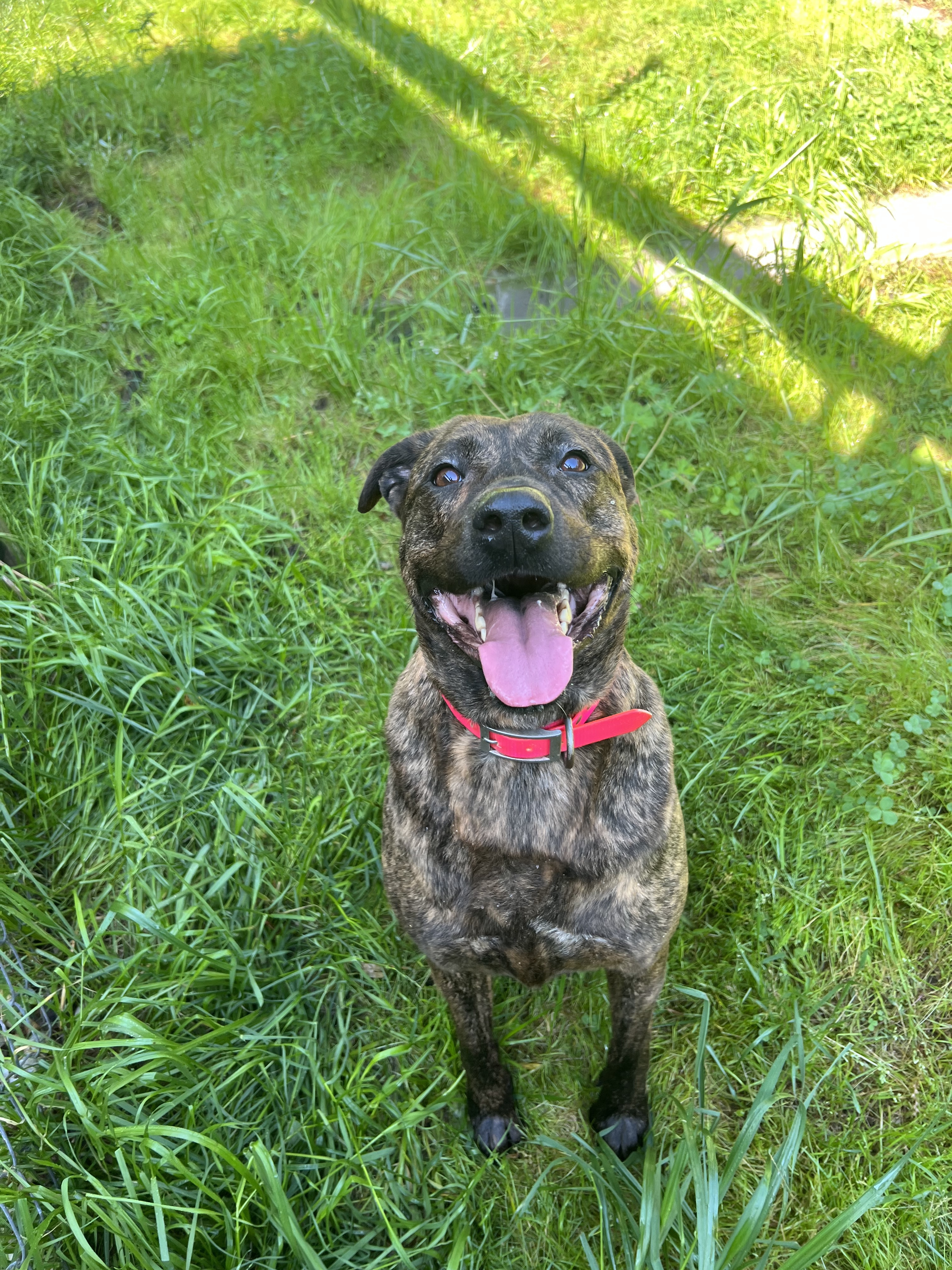 Callie, an adoptable Pit Bull Terrier in Willard, NC, 28478 | Photo Image 2