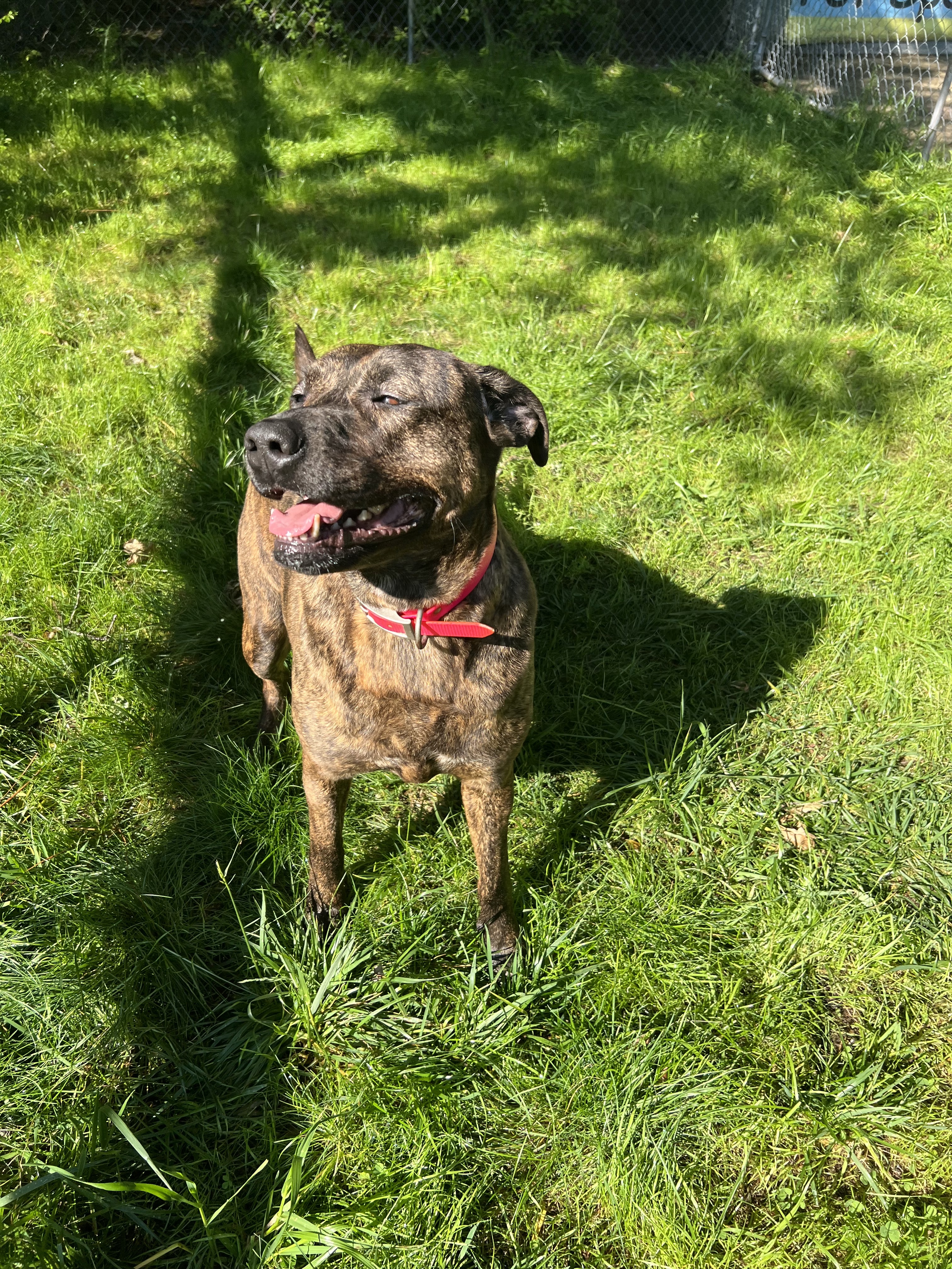 Callie, an adoptable Pit Bull Terrier in Willard, NC, 28478 | Photo Image 3