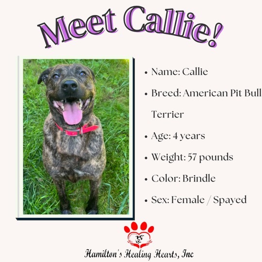 Callie, an adoptable Pit Bull Terrier in Willard, NC, 28478 | Photo Image 5