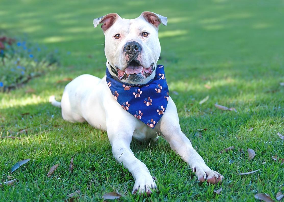 Wilson, an adoptable Mastiff, Boxer in Willard, NC, 28478 | Photo Image 5