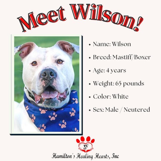 Wilson, an adoptable Mastiff, Boxer in Willard, NC, 28478 | Photo Image 6