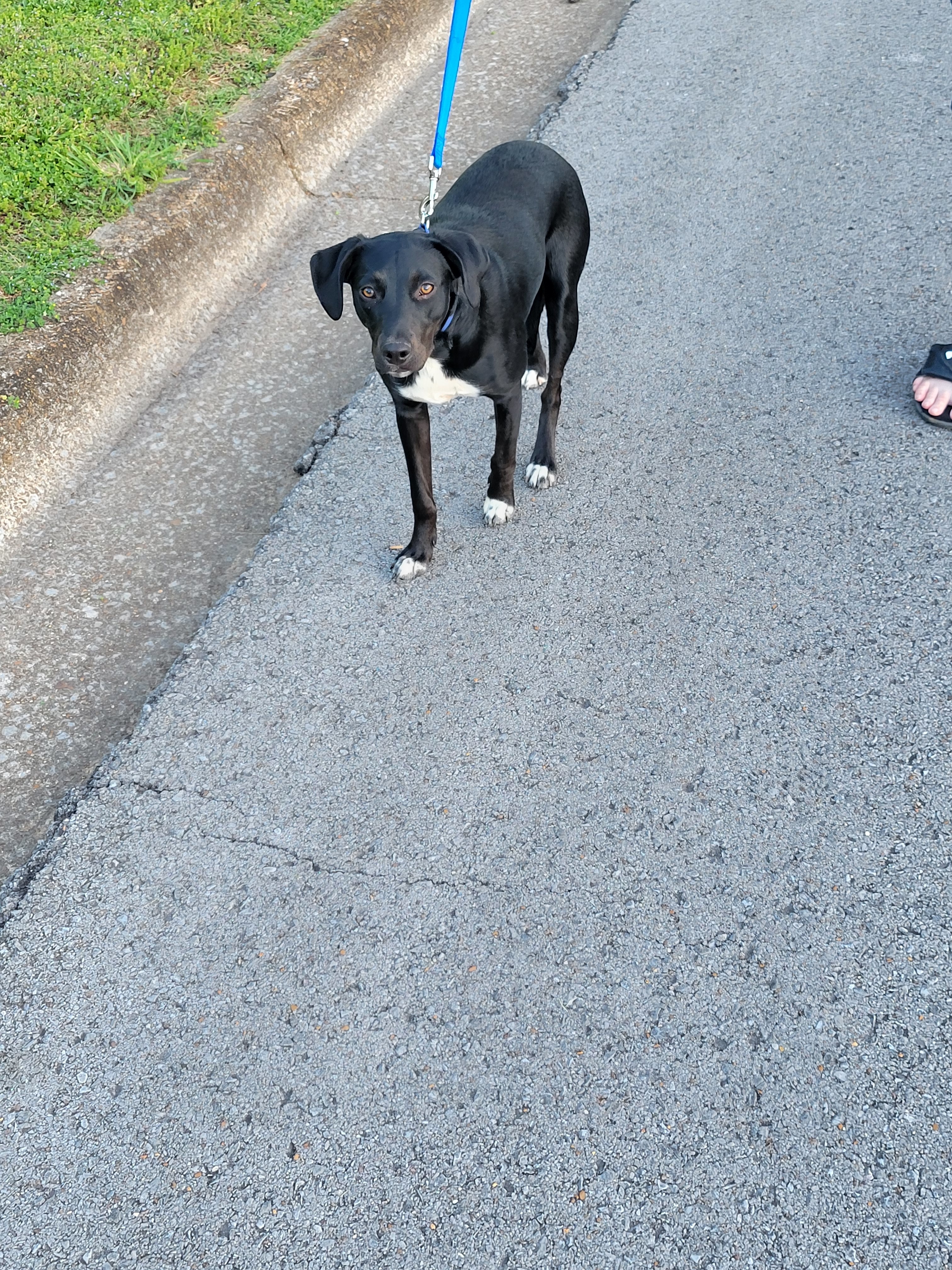 Mila, an adoptable Labrador Retriever in Goodlettsville, TN, 37070 | Photo Image 1
