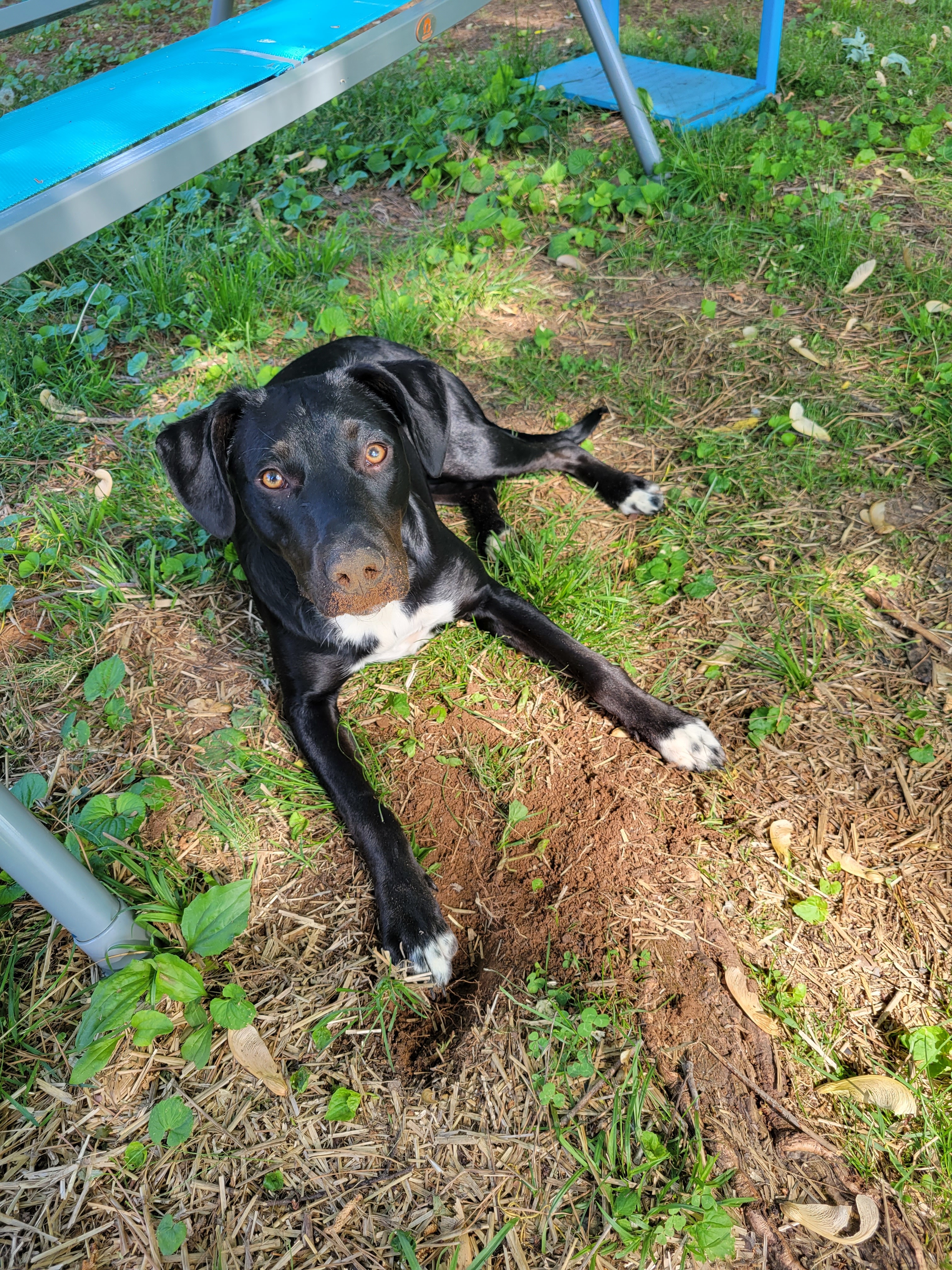 Mila, an adoptable Labrador Retriever in Goodlettsville, TN, 37070 | Photo Image 2