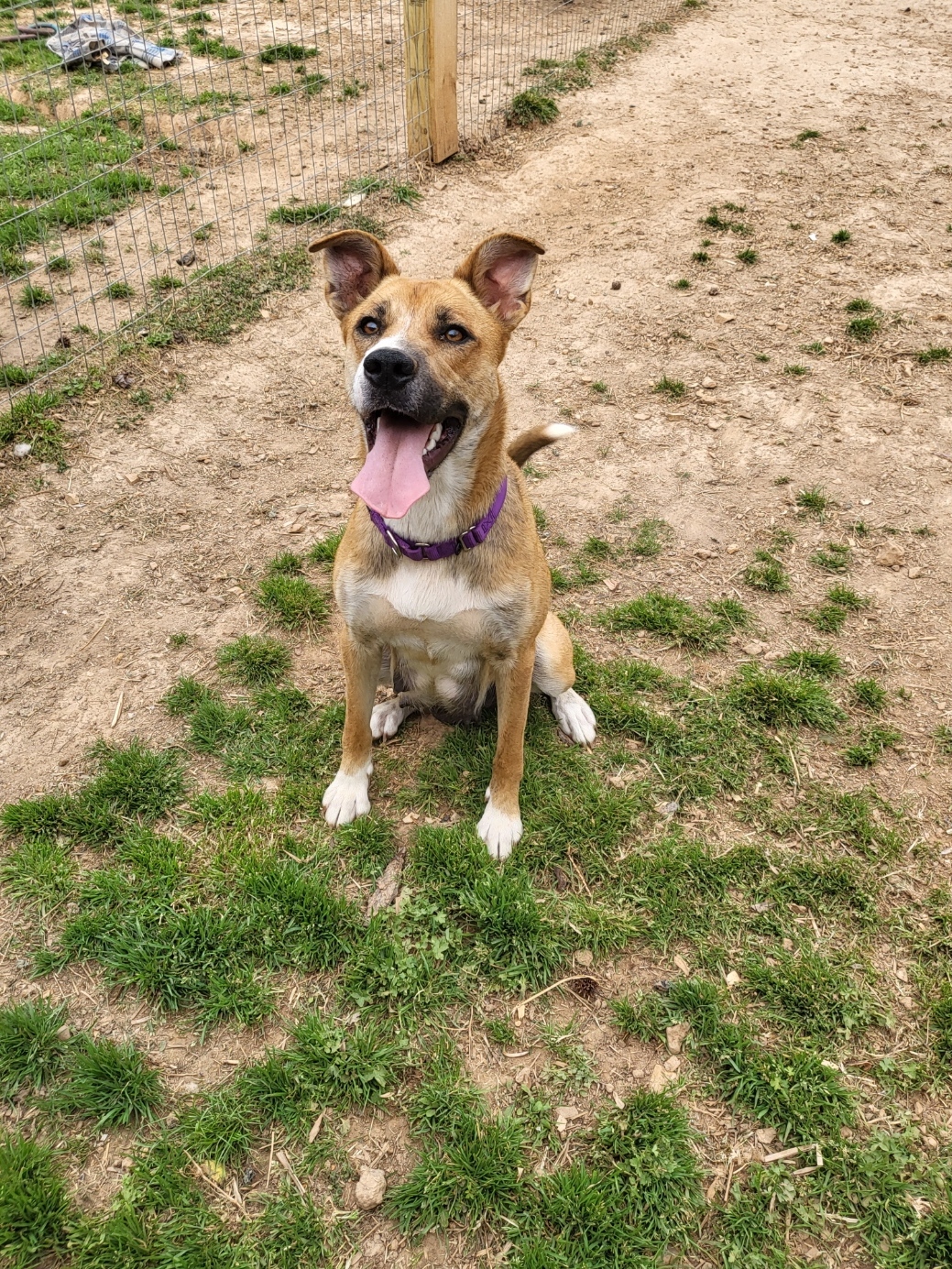 Marilyn, an adoptable German Shepherd Dog, Mountain Cur in Toney, AL, 35773 | Photo Image 1