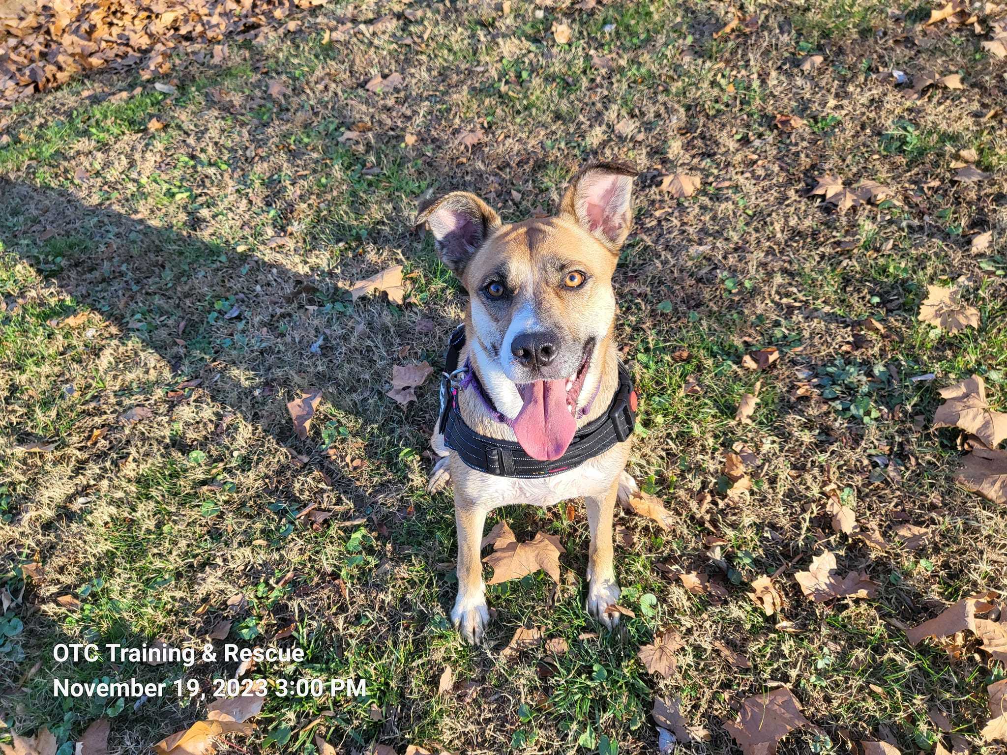 Marilyn, an adoptable German Shepherd Dog, Mountain Cur in Toney, AL, 35773 | Photo Image 2