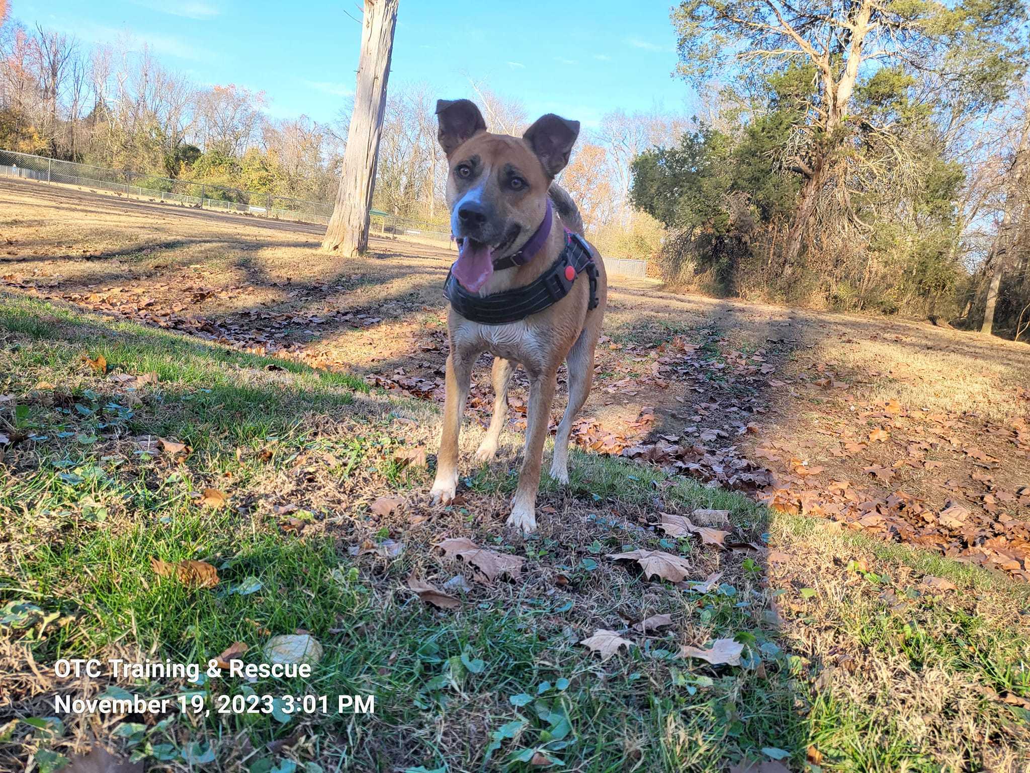 Marilyn, an adoptable German Shepherd Dog, Mountain Cur in Toney, AL, 35773 | Photo Image 3