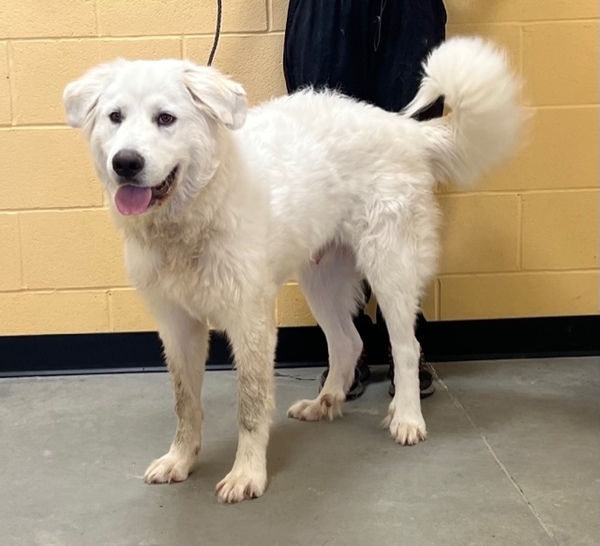Doc, an adoptable Great Pyrenees Mix in Winchester, KY_image-1