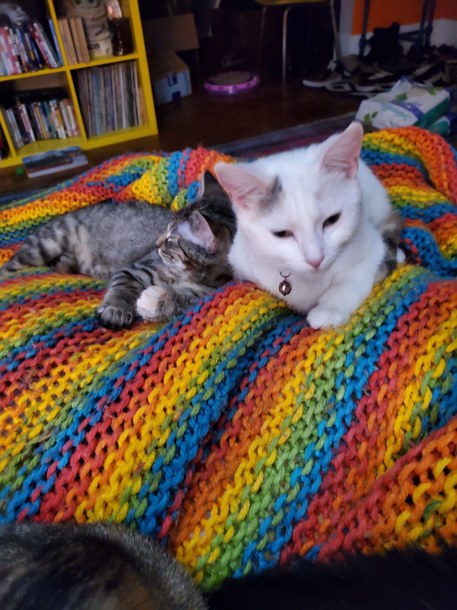 Stella, an adoptable Calico in Estherville, IA, 51334 | Photo Image 3