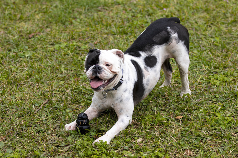 Bailey the Bulldog (BRG)