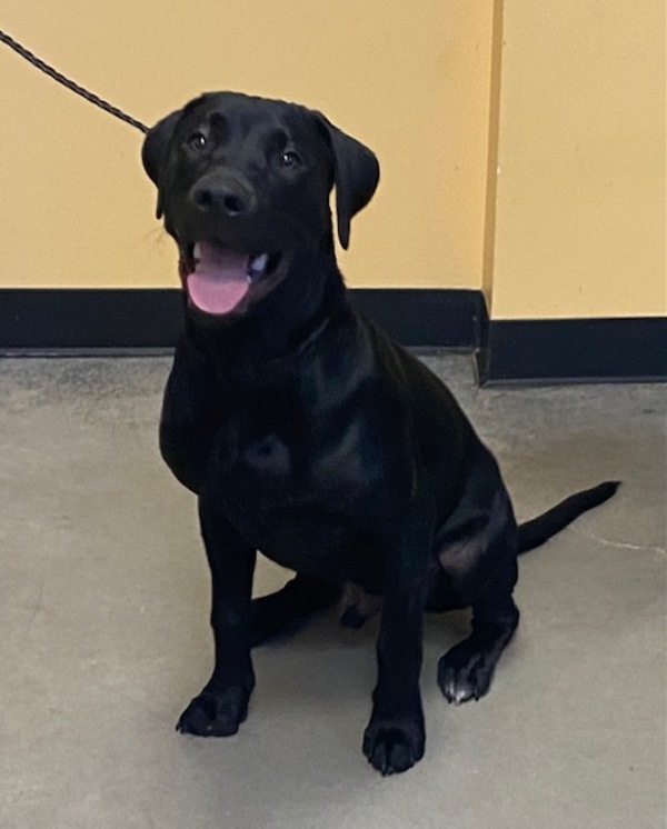 Rocky, an adoptable Labrador Retriever Mix in Winchester, KY_image-1