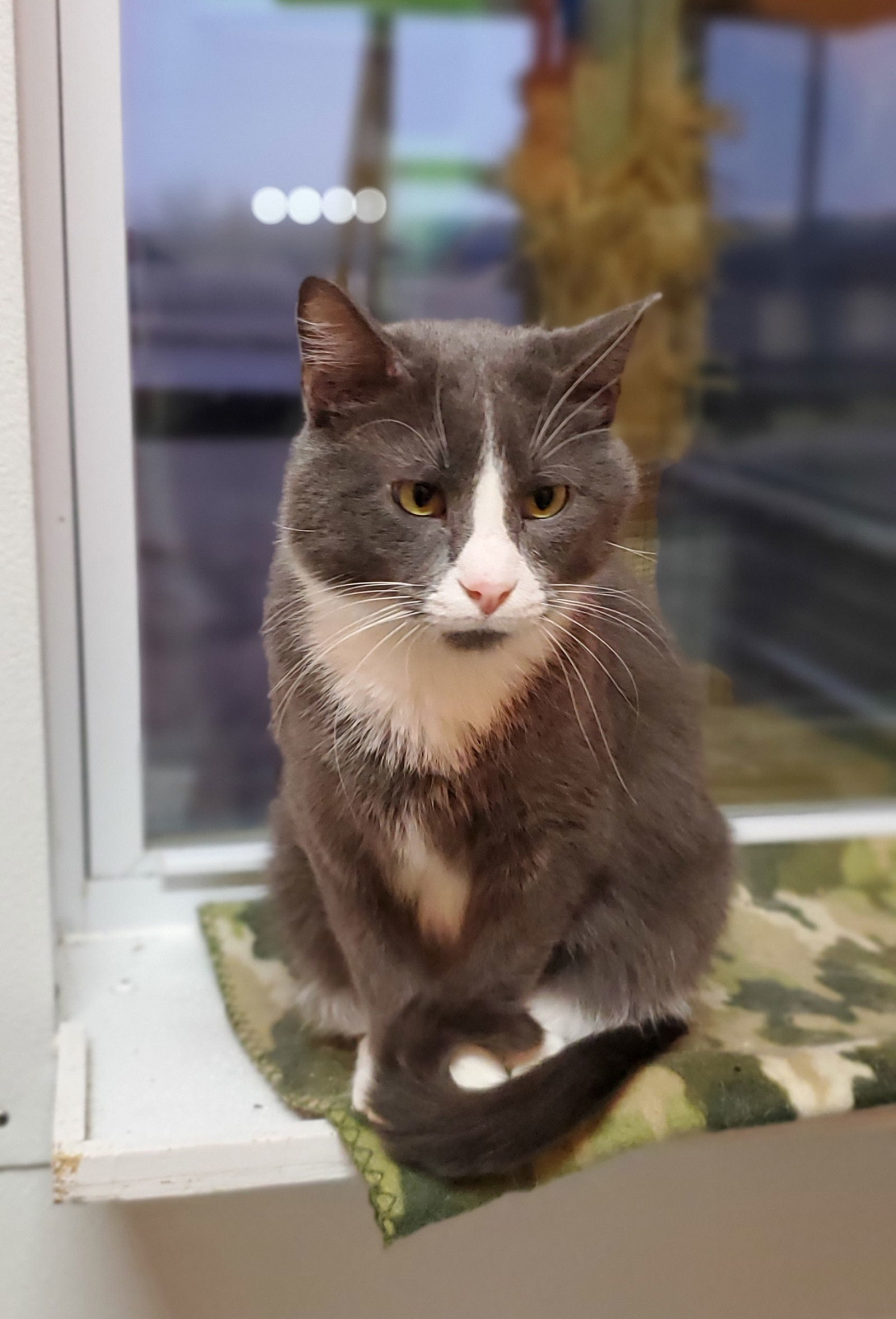 Dexter, an adoptable Domestic Short Hair in Estherville, IA, 51334 | Photo Image 2