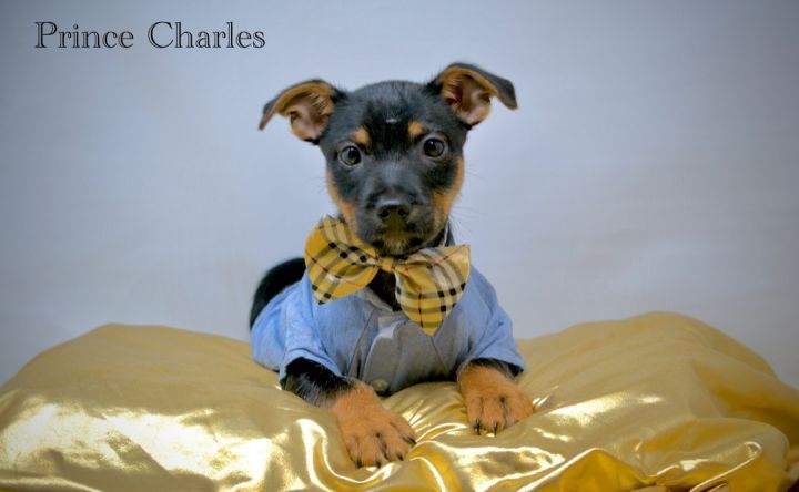 Prince Charles, an adoptable Wirehaired Terrier Mix in Sevierville, TN_image-2