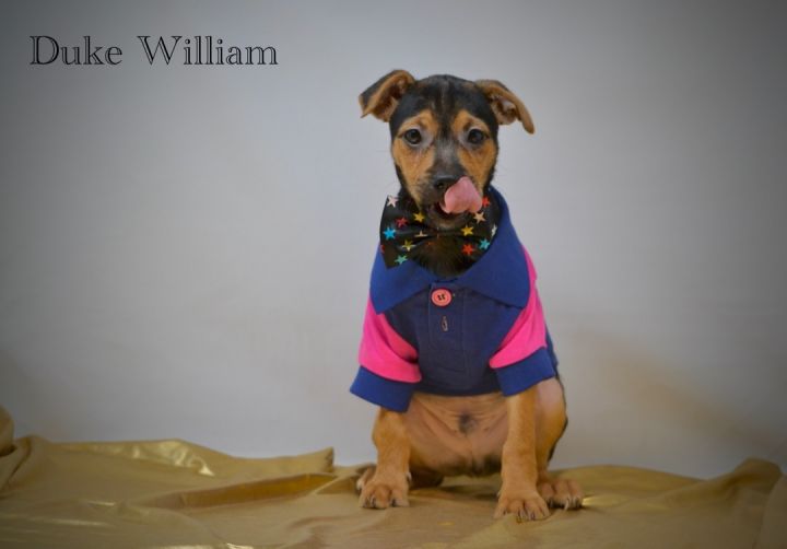 Duke William, an adopted Wirehaired Terrier Mix in Sevierville, TN_image-3