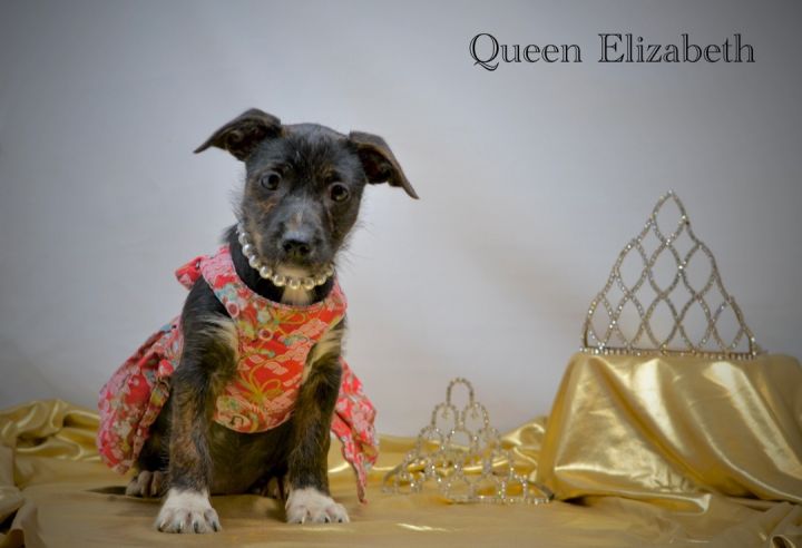 Queen Elizabeth, an adoptable Wirehaired Terrier Mix in Sevierville, TN_image-1
