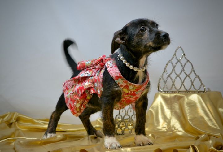 Queen Elizabeth, an adoptable Wirehaired Terrier Mix in Sevierville, TN_image-2