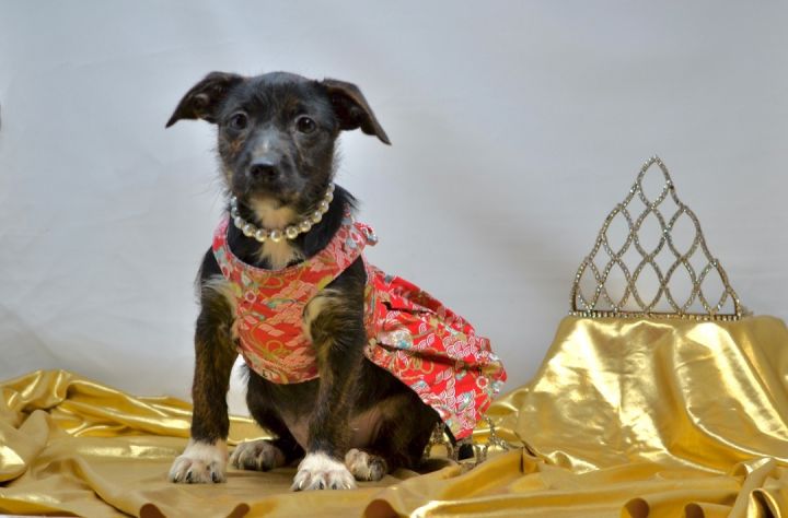 Queen Elizabeth, an adoptable Wirehaired Terrier Mix in Sevierville, TN_image-3