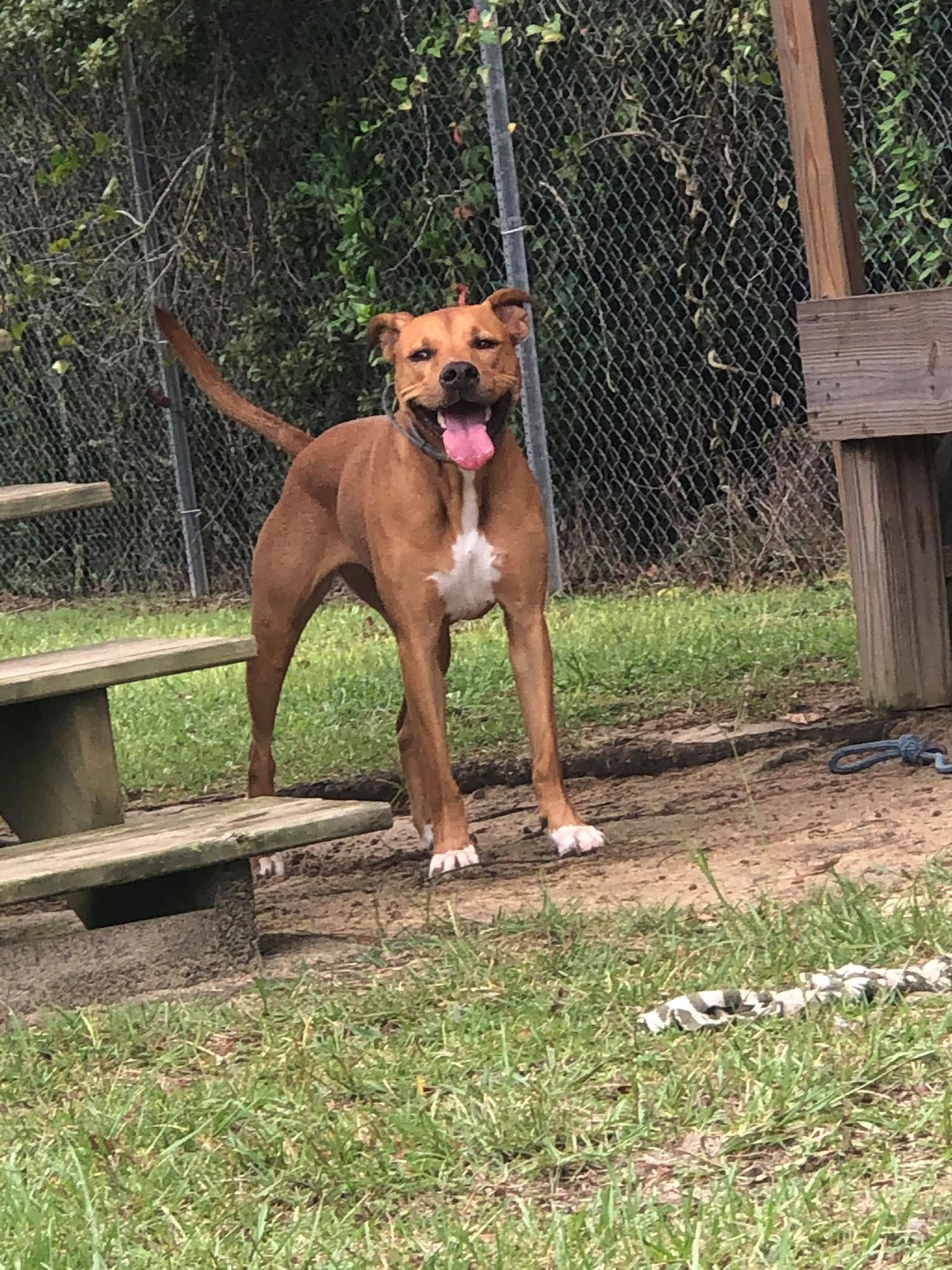 Lea, an adoptable Mountain Cur in Orangeburg, SC, 29118 | Photo Image 1