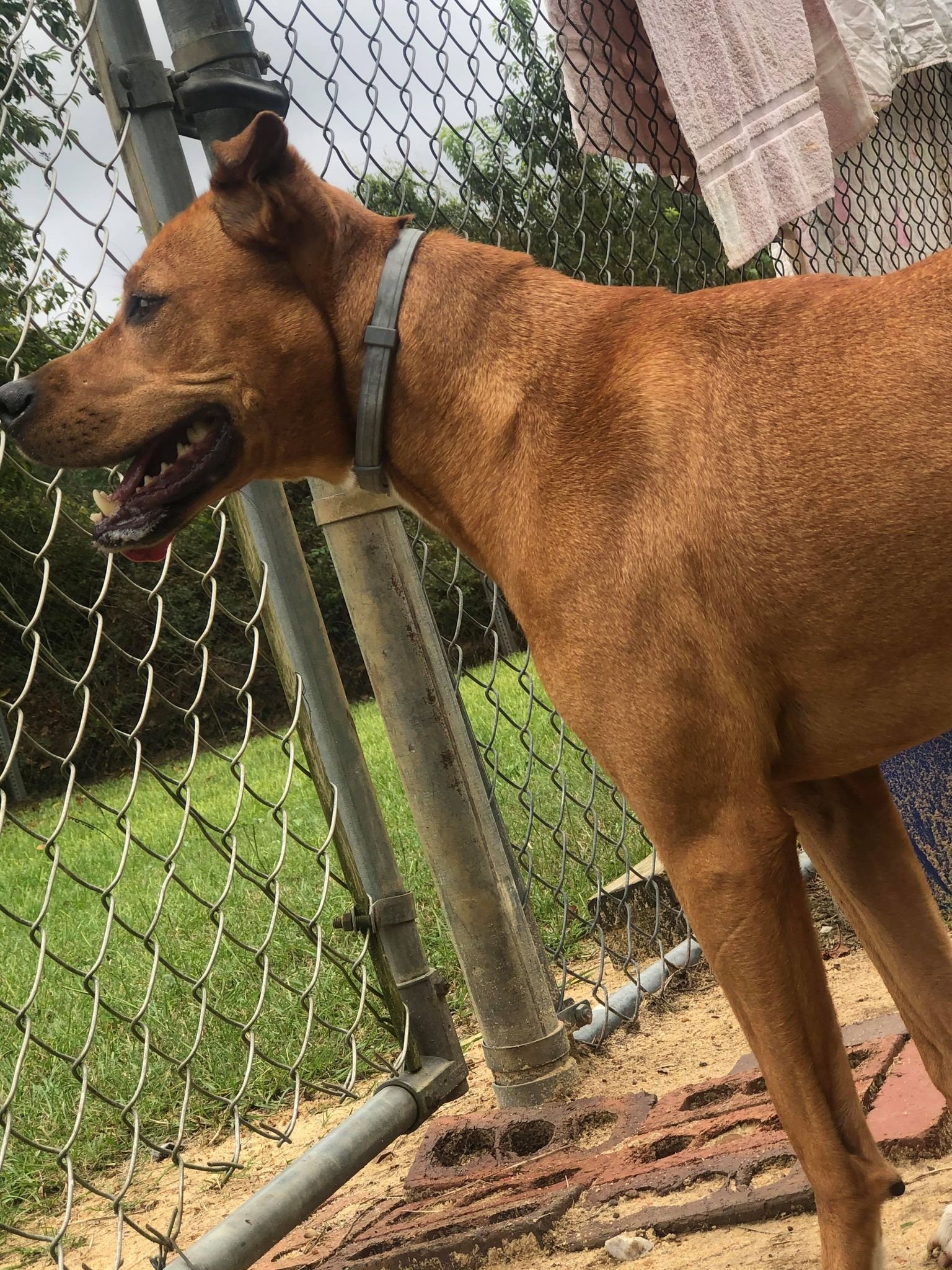 Lea, an adoptable Mountain Cur in Orangeburg, SC, 29118 | Photo Image 2