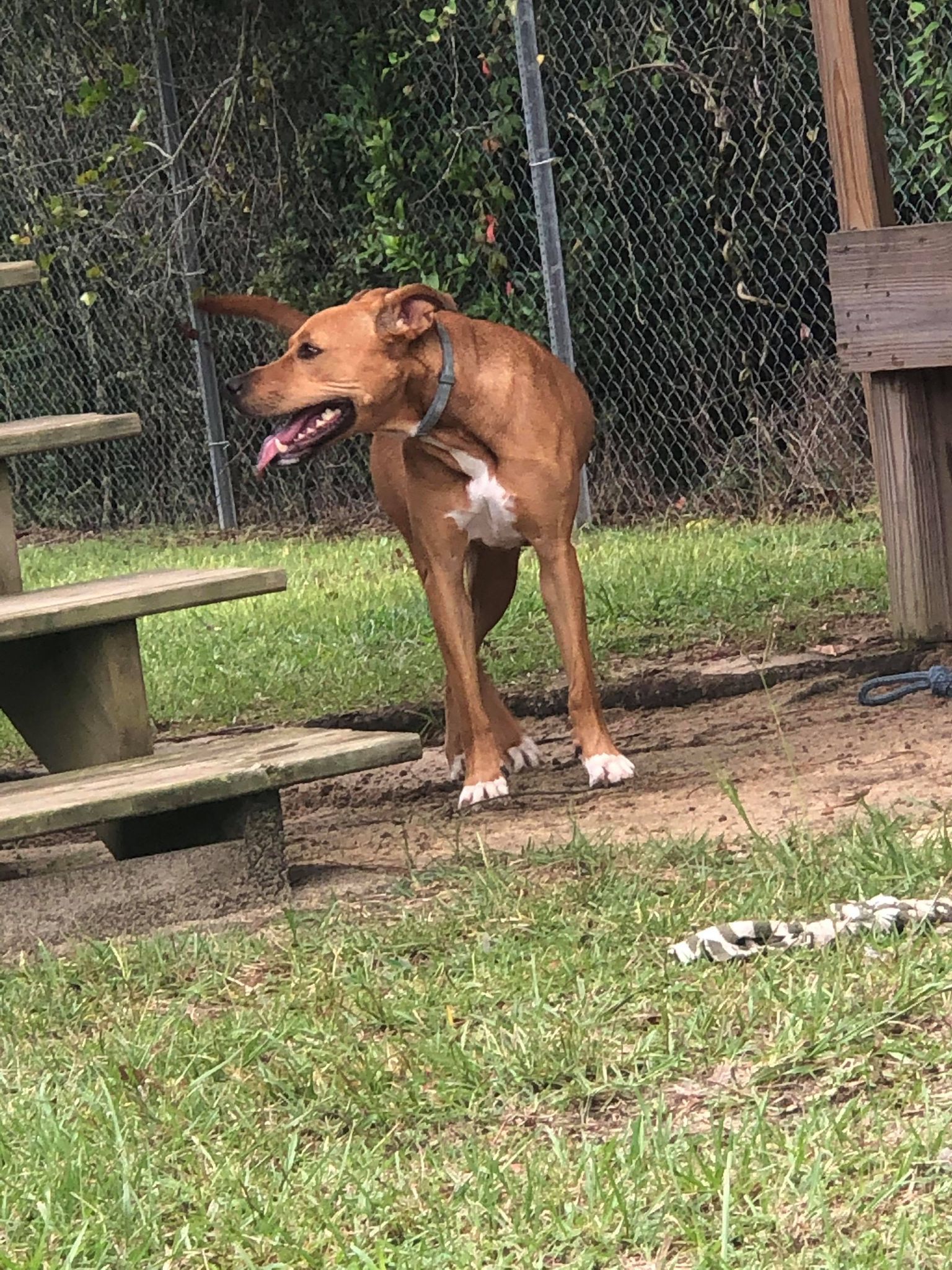 Lea, an adoptable Mountain Cur in Orangeburg, SC, 29118 | Photo Image 3