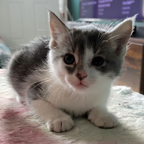 Sporty Spice, an adoptable Tabby, Domestic Short Hair in Tulsa, OK, 74135 | Photo Image 4