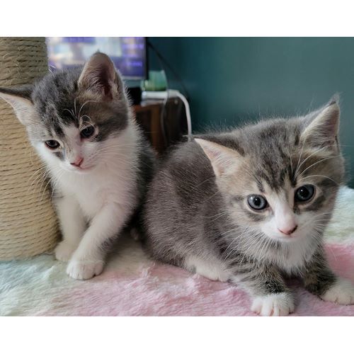 Sporty Spice, an adoptable Tabby, Domestic Short Hair in Tulsa, OK, 74135 | Photo Image 9