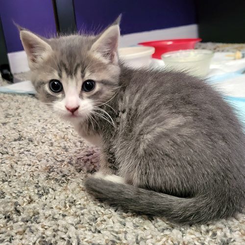 Posh Spice, an adoptable Tabby, Domestic Short Hair in Tulsa, OK, 74135 | Photo Image 4