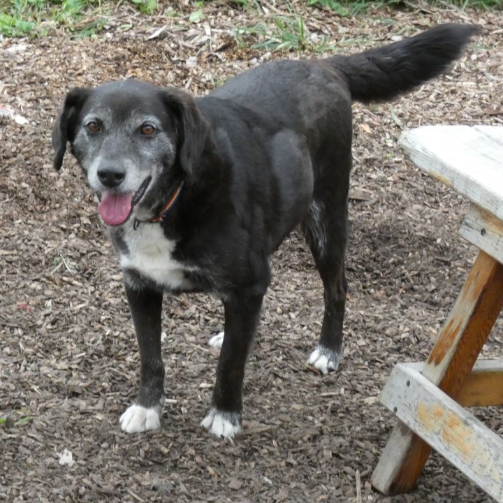 Isaiah, an adoptable Labrador Retriever Mix in Bloomingdale, NJ_image-5