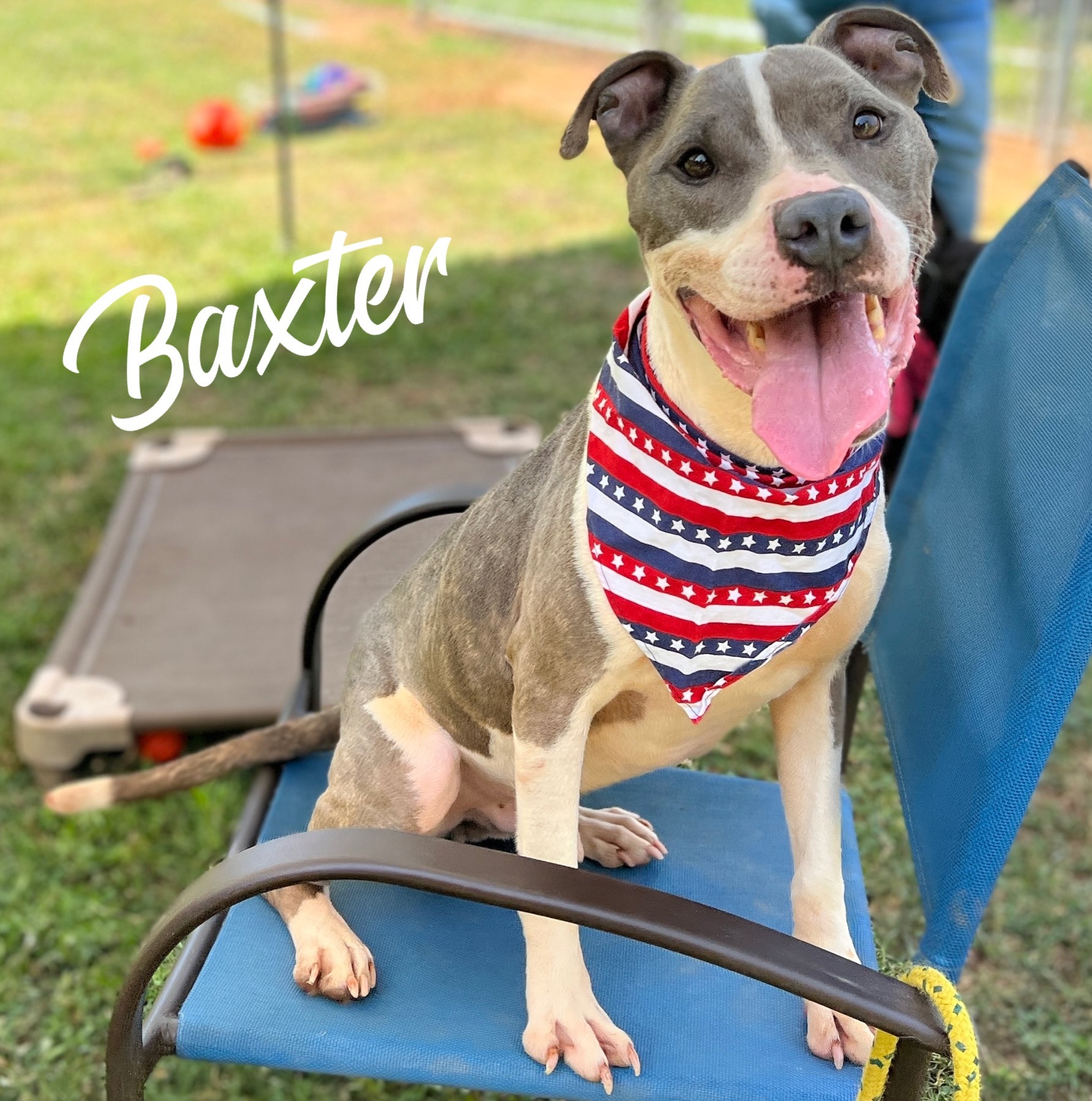 Baxter - $25 Adoption Fee