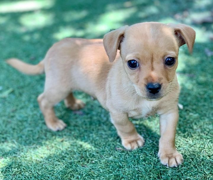 Squiggle, an adoptable Chiweenie Mix in Beverly Hills, CA_image-1