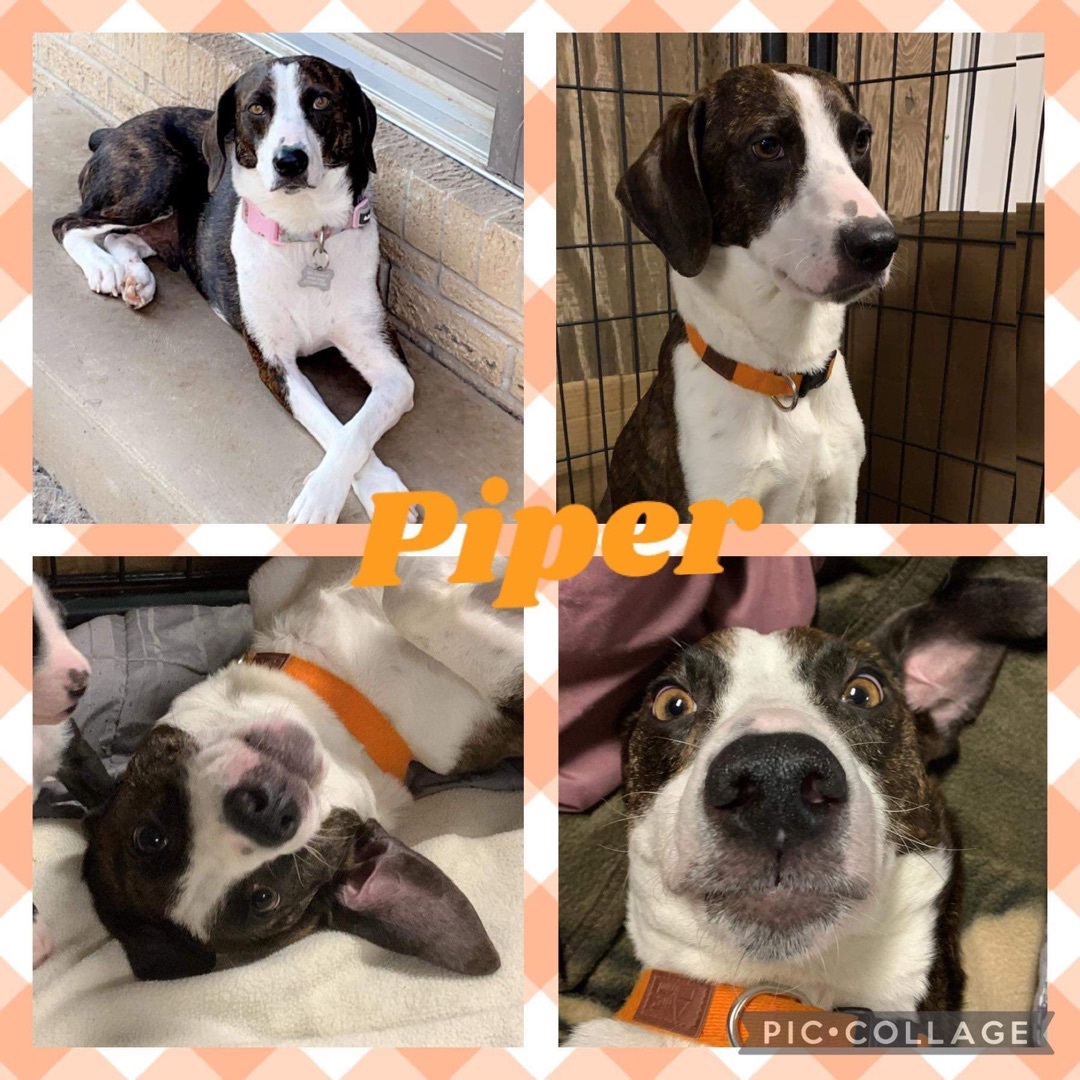 Piper