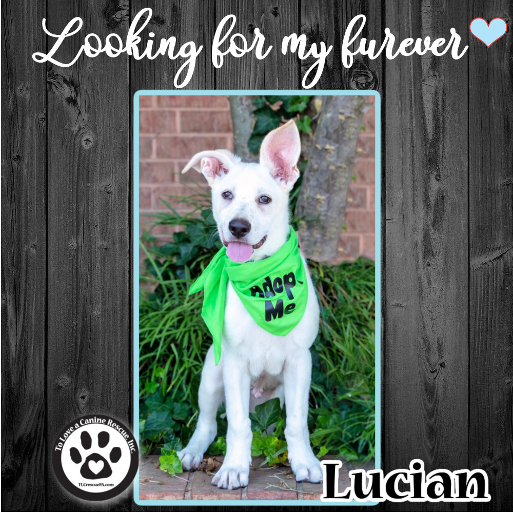 Lucian (Two Pair Pals) 062522