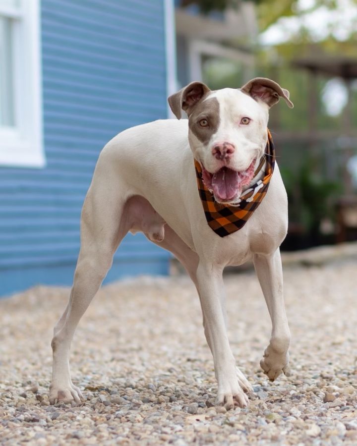 Dwayne, an adoptable Pit Bull Terrier in Dallas, TX_image-1