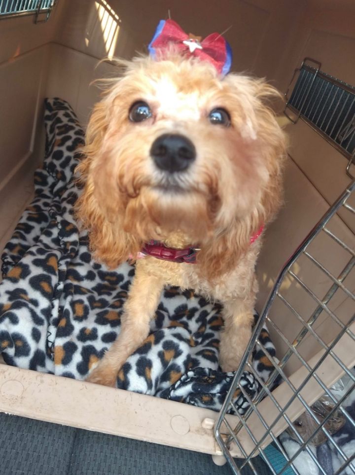 Cher, an adoptable Cavapoo Mix in Rochester, NY_image-3