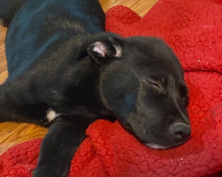 Koda, an adoptable Labrador Retriever Mix in Cypress, TX_image-4