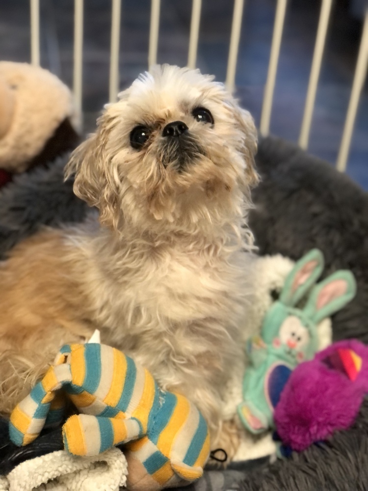 Shih Tzu - Paige