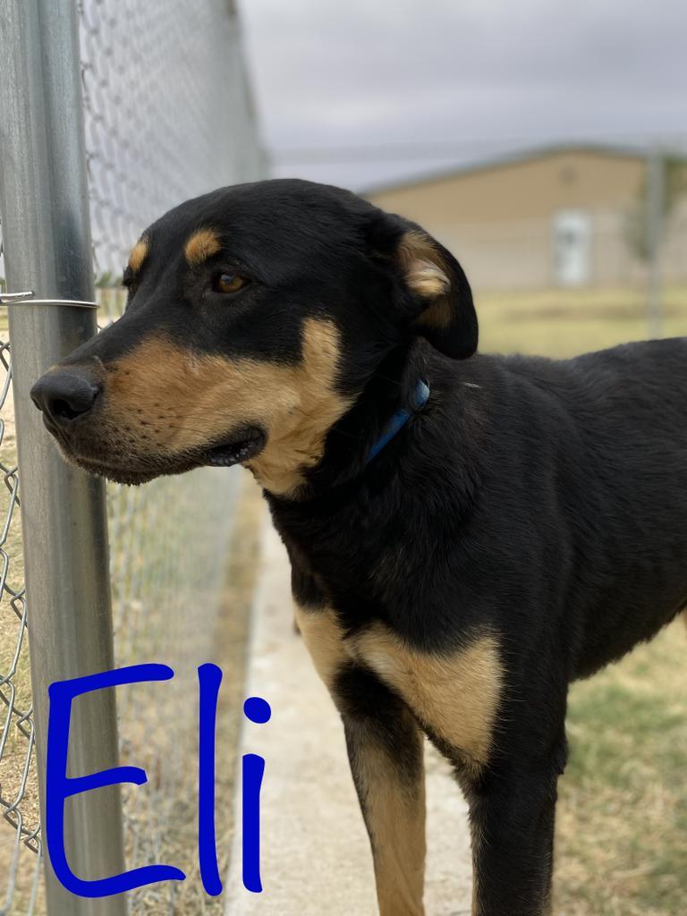 Eli