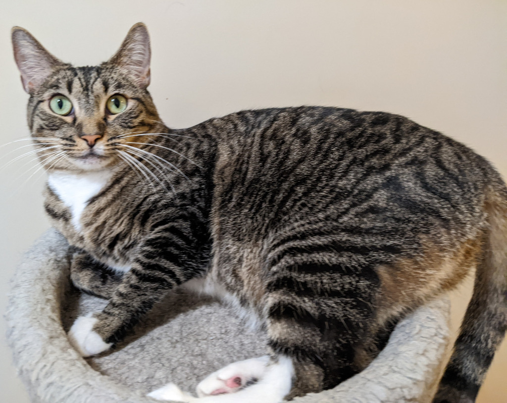 Poetry21, an adoptable Domestic Short Hair in Youngsville, NC, 27596 | Photo Image 1