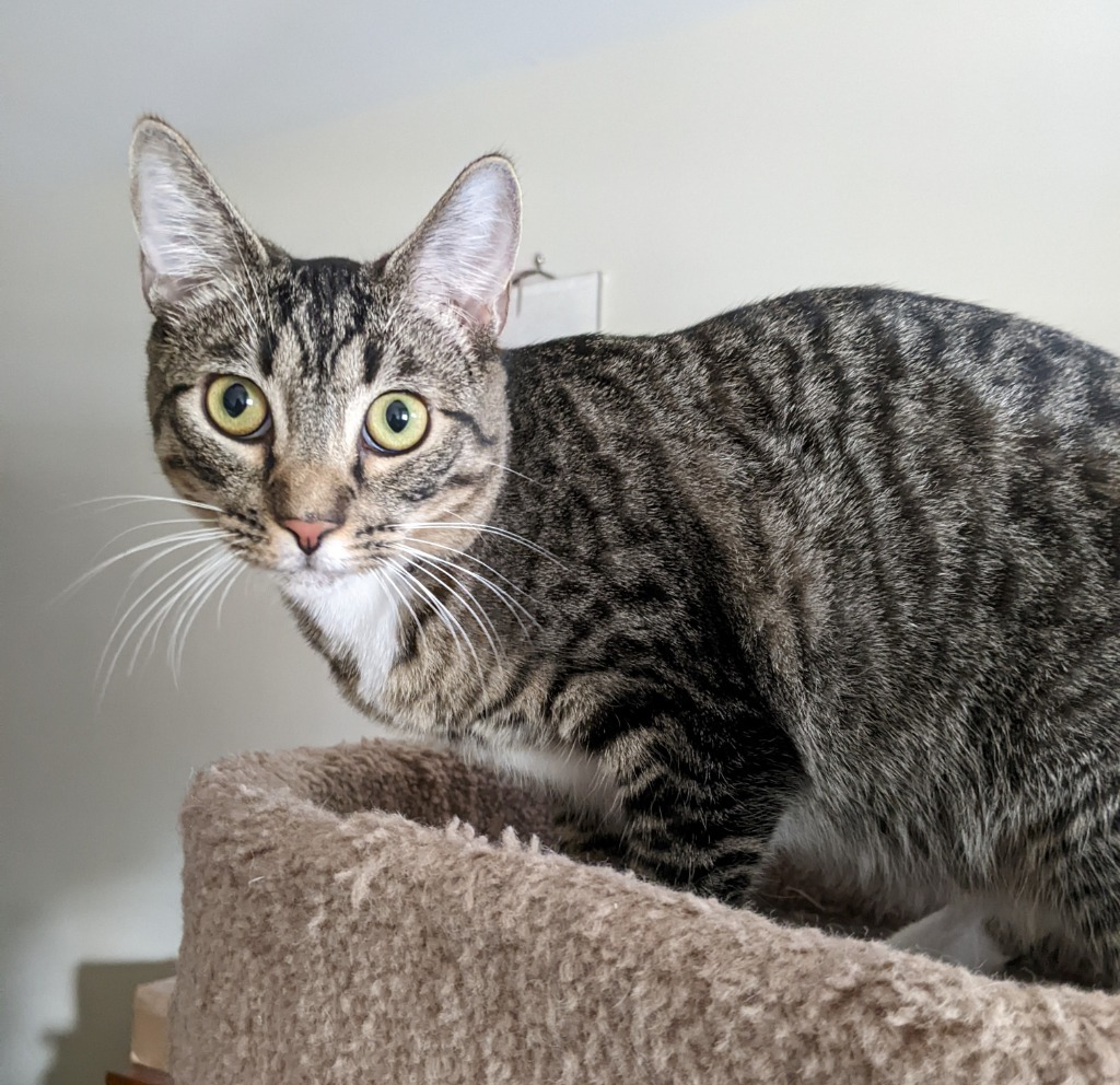 Poetry21, an adoptable Domestic Short Hair in Youngsville, NC, 27596 | Photo Image 2
