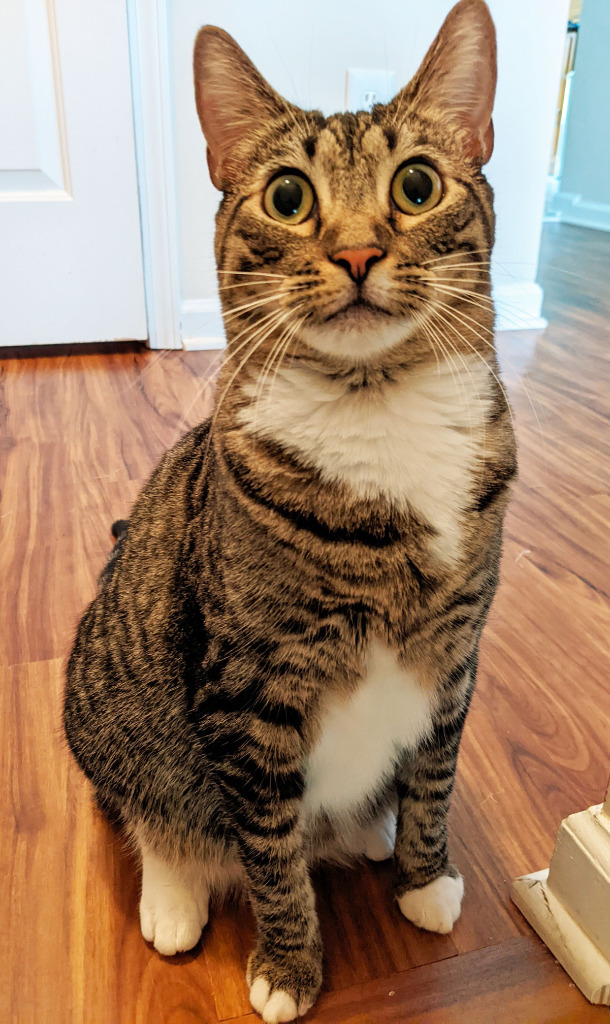 Poetry21, an adoptable Domestic Short Hair in Youngsville, NC, 27596 | Photo Image 3