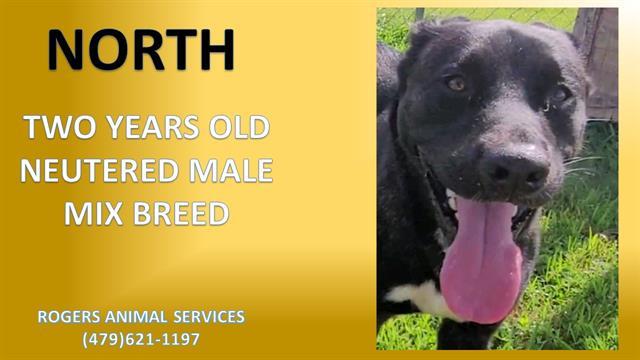 NORTH, an adoptable Labrador Retriever, Pit Bull Terrier in Rogers, AR, 72758 | Photo Image 1