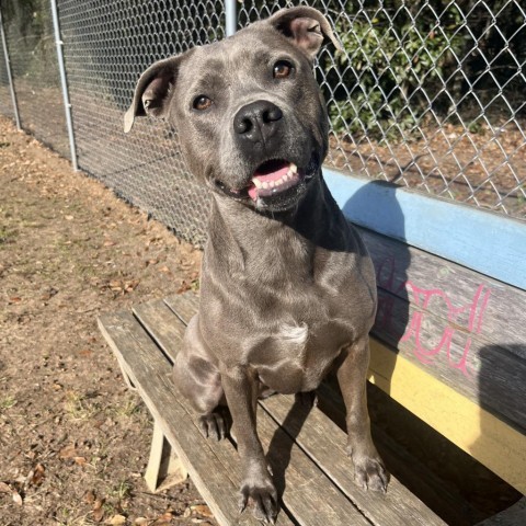 Lucy Lou, an adoptable Mixed Breed in Milton, FL, 32583 | Photo Image 2