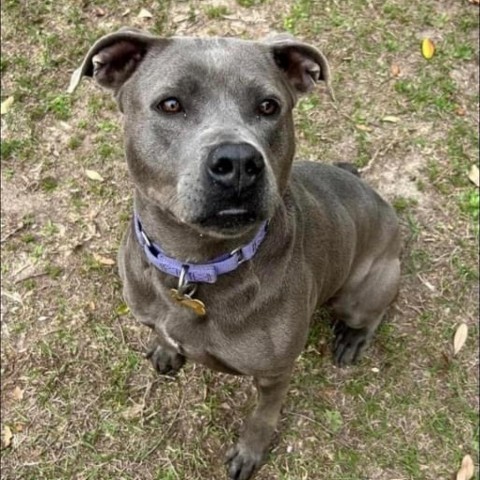 Lucy Lou, an adoptable Mixed Breed in Milton, FL, 32583 | Photo Image 3