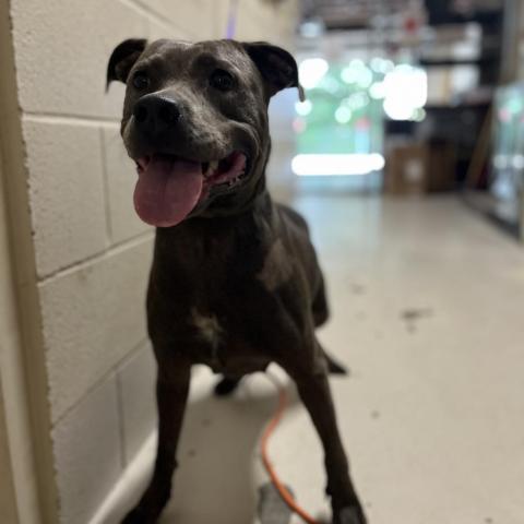 Lucy Lou, an adoptable Mixed Breed in Milton, FL, 32583 | Photo Image 3