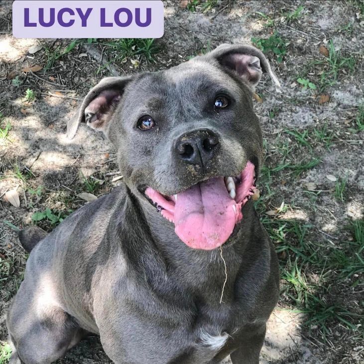 Lucy Lou, an adoptable Mixed Breed in Milton, FL, 32583 | Photo Image 1