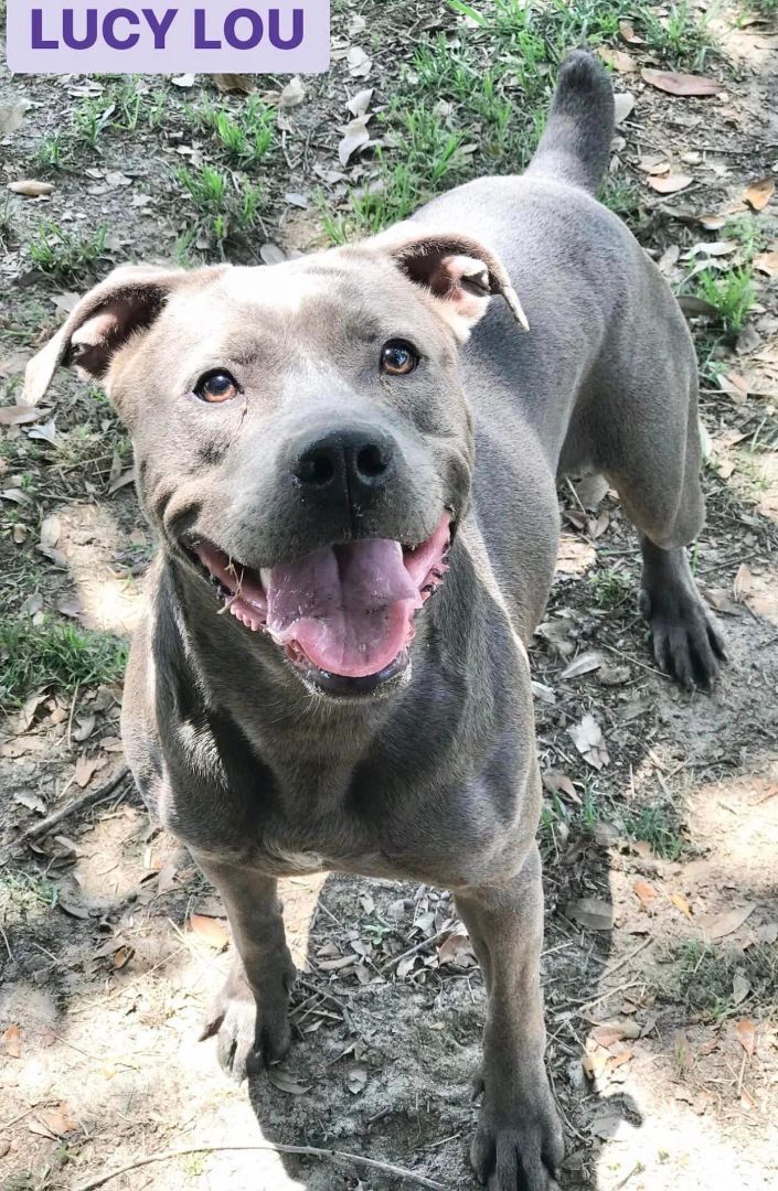 Lucy Lou, an adoptable Mixed Breed in Milton, FL, 32583 | Photo Image 4